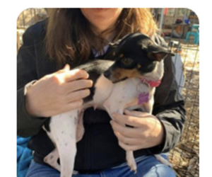 Chihuahua Dogs for adoption in Boerne, TX, USA