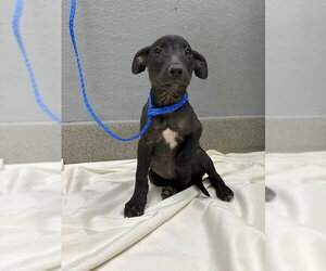 Labrador Retriever-Unknown Mix Dogs for adoption in Las Vegas, NV, USA