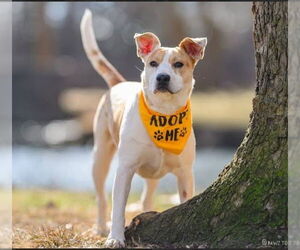 American Pit Bull Terrier-Unknown Mix Dogs for adoption in Germantown, OH, USA