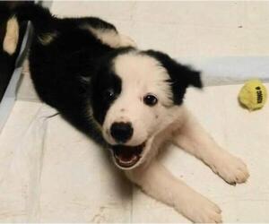 Border Collie Dogs for adoption in Tyler, TX, USA