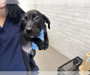 American Pit Bull Terrier-Unknown Mix Dogs for adoption in San Bernardino, CA, USA