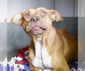 Mutt Dogs for adoption in San Antonio, TX, USA