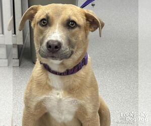 Mutt Dogs for adoption in Washington, DC, USA