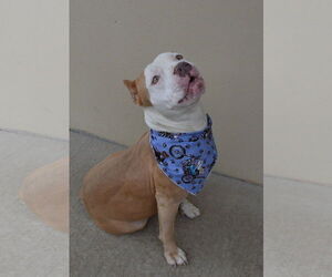 American Pit Bull Terrier-Unknown Mix Dogs for adoption in McKinney, TX, USA