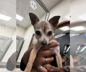Chihuahua Dogs for adoption in Upland, CA, USA