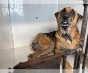 German Shepherd Dog Dogs for adoption in Houston, TX, USA