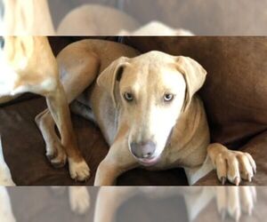 Lab-Pointer Dogs for adoption in San Antonio, TX, USA