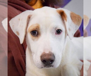 Pointer-Unknown Mix Dogs for adoption in Huntley, IL, USA