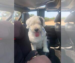 Old English Sheepdog Dogs for adoption in Victorville, CA, USA