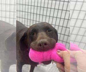 Labrador Retriever Dogs for adoption in Mukwonago, WI, USA