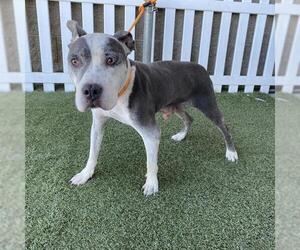 Mutt Dogs for adoption in Modesto, CA, USA