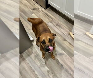 Puggle Dogs for adoption in Mooresville, NC, USA