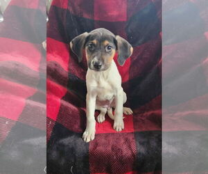 Beagle-Unknown Mix Dogs for adoption in SHERBURNE, NY, USA