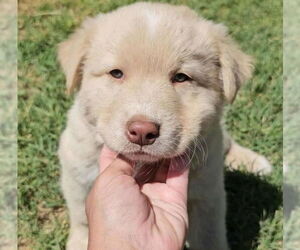 Golden Labrador Dogs for adoption in Grafton, WI, USA