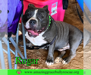 Bulldog-Unknown Mix Dogs for adoption in Pensacola, FL, USA