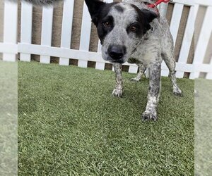 Australian Cattle Dog Dogs for adoption in Modesto, CA, USA