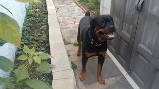 Medium Photo #1 Rottweiler-Unknown Mix Puppy For Sale in Whitestone, NY, USA