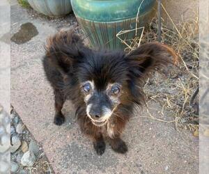 Chihuahua Dogs for adoption in Santa Maria, CA, USA