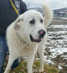 Great Pyrenees Dogs for adoption in Yreka, CA, USA