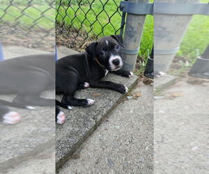 American Pit Bull Terrier-Unknown Mix Dogs for adoption in Aurora, IN, USA