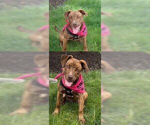 Labrador Retriever-Retriever  Mix Dogs for adoption in Chantilly, VA, USA