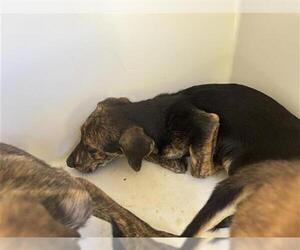 German Shepherd Dog-Unknown Mix Dogs for adoption in Houston, TX, USA