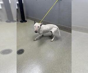 Bull Terrier-Unknown Mix Dogs for adoption in Las Vegas, NV, USA