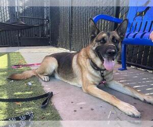 German Shepherd Dog-Unknown Mix Dogs for adoption in Elk Grove, CA, USA