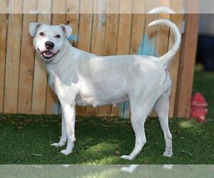 American Pit Bull Terrier-Unknown Mix Dogs for adoption in West Valley, UT, USA