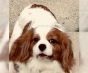 Medium Photo #1 Cavalier King Charles Spaniel Puppy For Sale in Smithfield, PA, USA