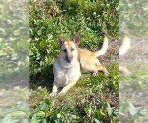 German Shepherd Dog-Unknown Mix Dogs for adoption in Albany, OR, USA