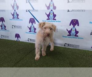 Lakeland Terrier Dogs for adoption in Orlando, FL, USA