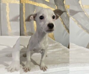 Chihuahua-Unknown Mix Dogs for adoption in Phoenix, AZ, USA