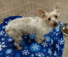 Silky Terrier Dogs for adoption in Morgantown WV, PA, USA