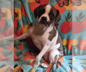 Cavalier King Charles Spaniel-Unknown Mix Dogs for adoption in Decatur, GA, USA