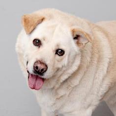 Labrador Retriever Dogs for adoption in Mission Hills, CA, USA