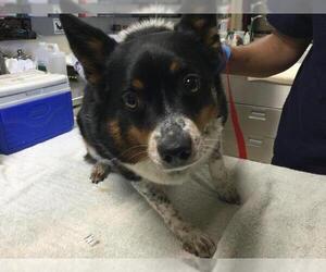 Mutt Dogs for adoption in Riverside, CA, USA