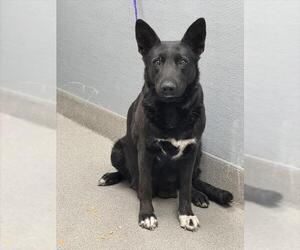 German Shepherd Dog-Unknown Mix Dogs for adoption in Las Vegas, NV, USA
