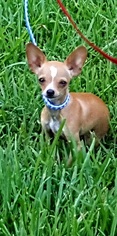Chihuahua Dogs for adoption in Magnolia, TX, USA