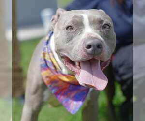 American Staffordshire Terrier-Unknown Mix Dogs for adoption in San Antonio, TX, USA