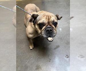 French Bulldog Dogs for adoption in Stockton, CA, USA