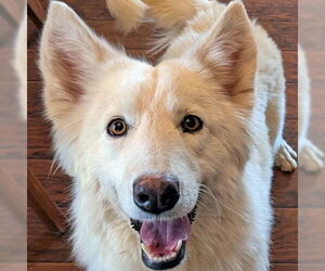 Siberian Husky-Unknown Mix Dogs for adoption in Omaha, NE, USA