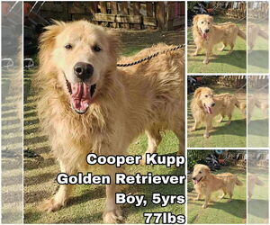 Golden Retriever Dogs for adoption in Seattle, WA, USA