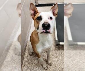 Bullboxer Pit Dogs for adoption in Pueblo, CO, USA