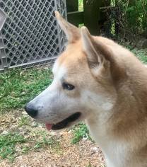 Shiba Inu-Siberian Husky Mix Dogs for adoption in Austin, TX, USA