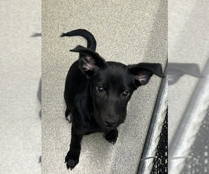 Labrador Retriever-Unknown Mix Dogs for adoption in Sterling, MA, USA