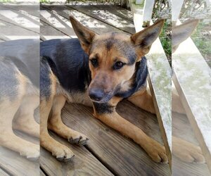 Black Mouth Cur-German Shepherd Dog Mix Dogs for adoption in Pawtucket, RI, USA