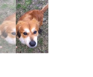 Mutt Dogs for adoption in West Columbia, SC, USA