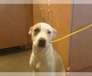 American Pit Bull Terrier Dogs for adoption in Sacramento, CA, USA