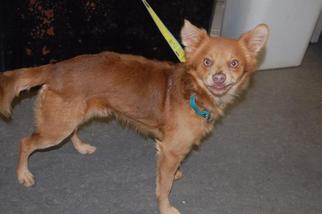 Pomeranian Dogs for adoption in Richmond, IN, USA